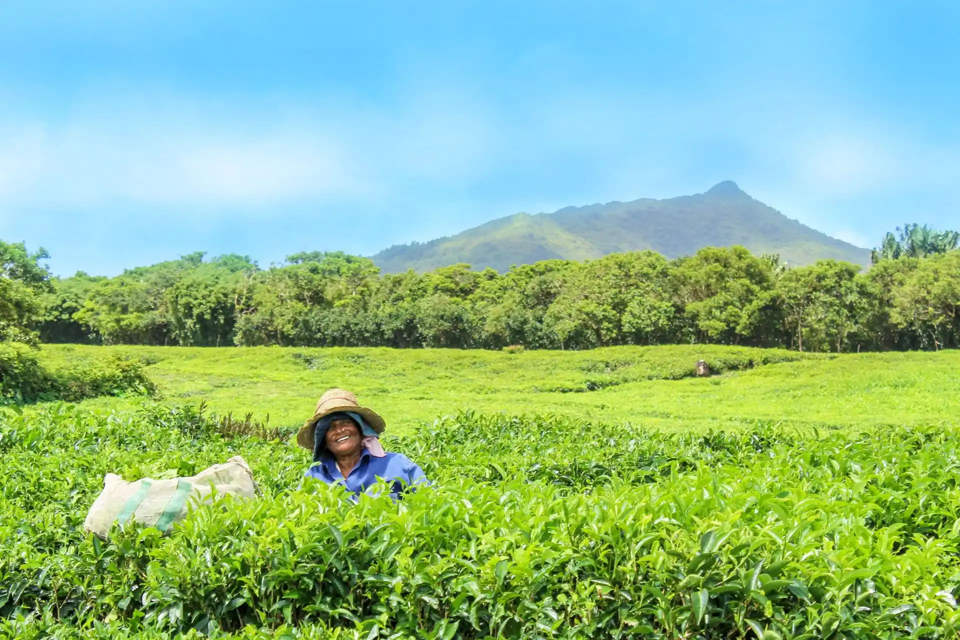 mauritian tea production fields with neatly lined green tea bushes rolling hills and workers harvesting leaves under bright sunlight