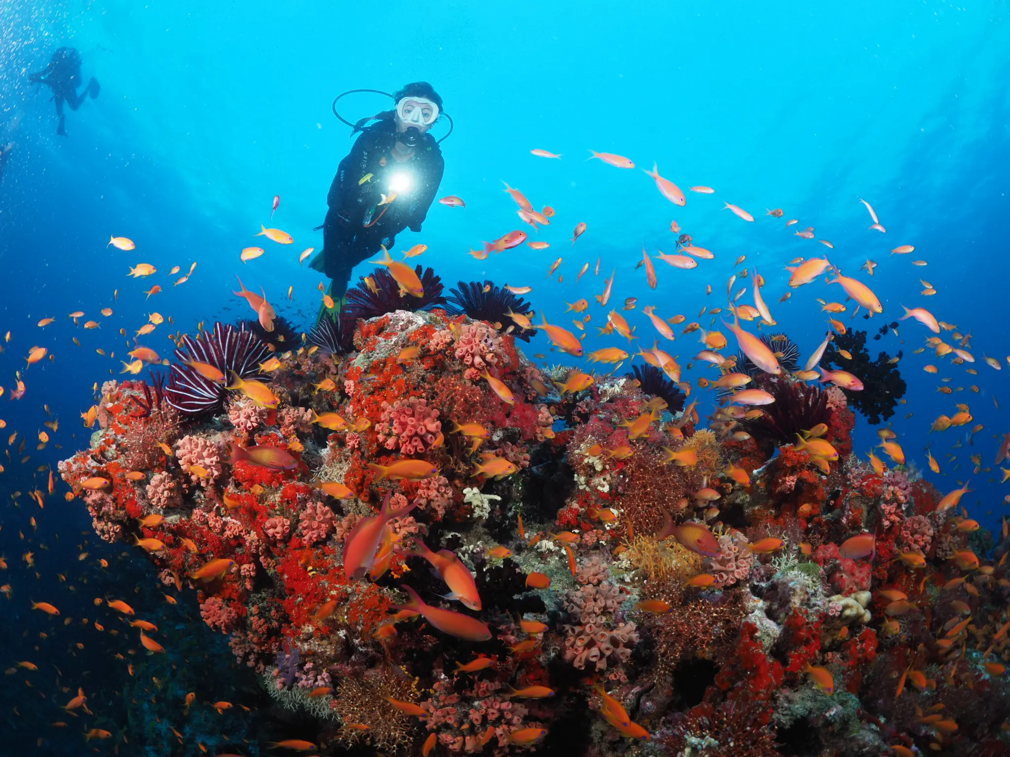 adaaran select meedhupparu maldives diving experience vibrant house reef marine life