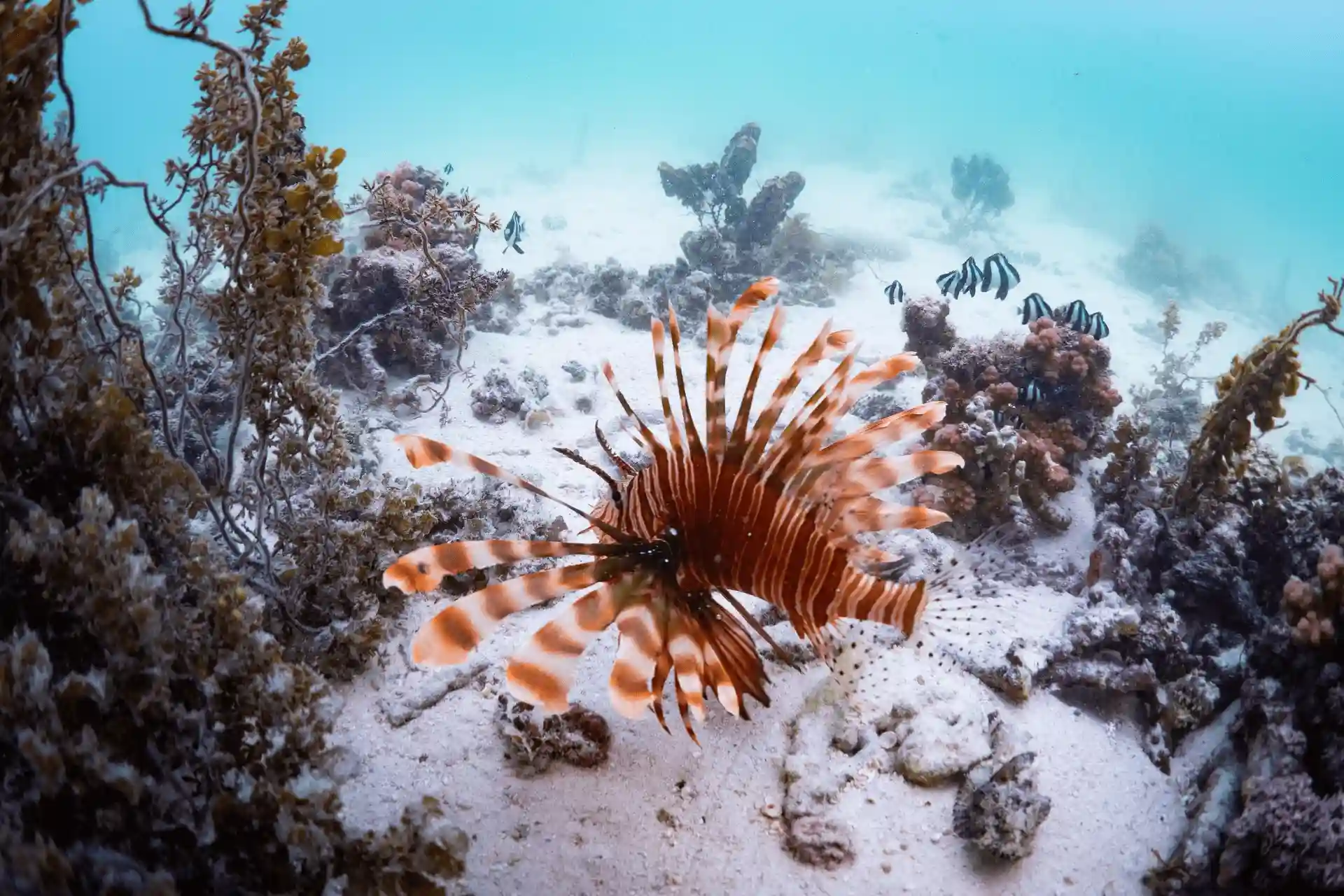 Here’s a descriptive, lowercase alt tag for that: "scuba divers exploring colorful coral reefs in clear waters at cannonier mauritius