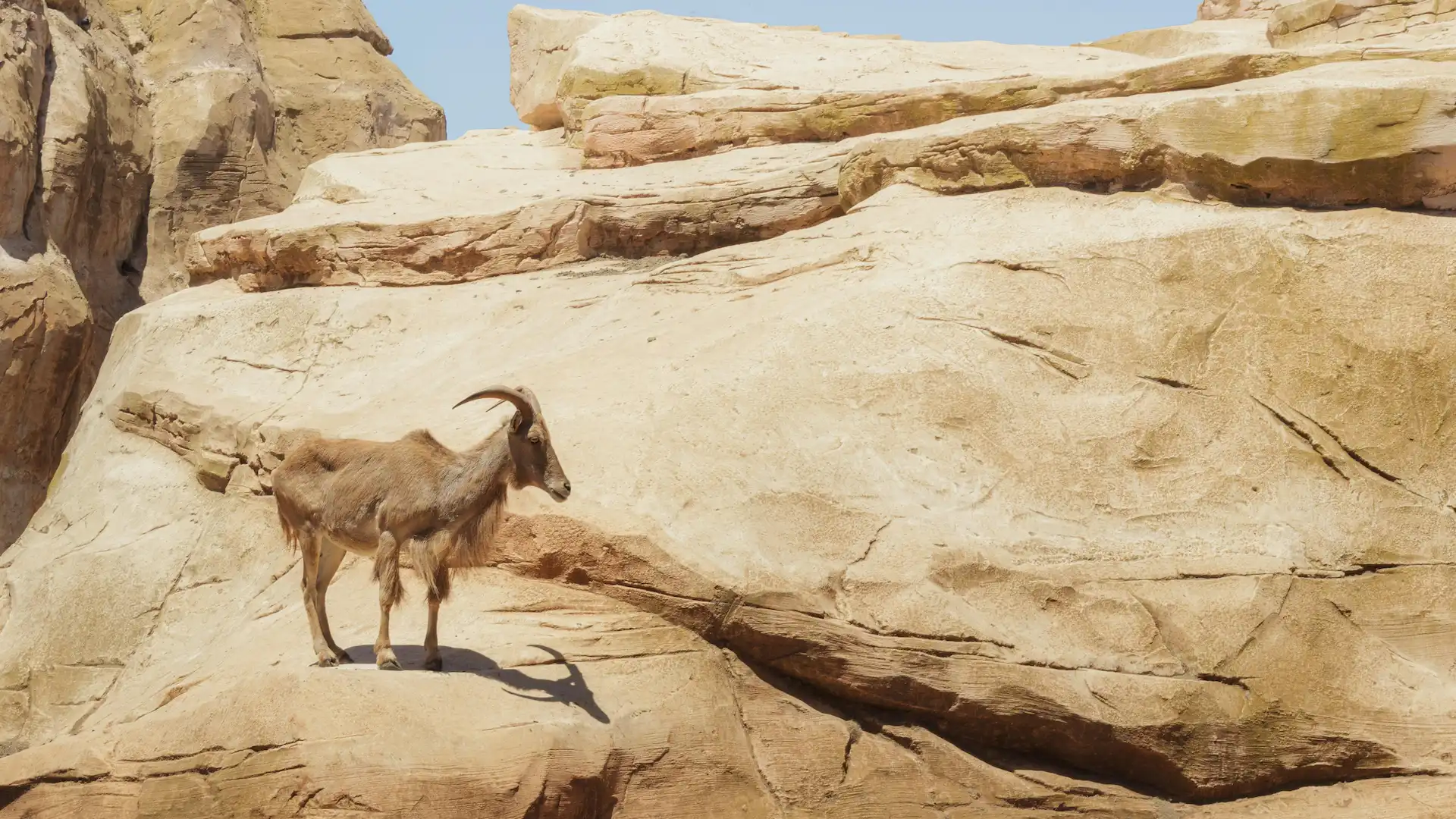 An Arabian tahr mountain goat standing on rocky cliffs in the rugged Hajar Mountains