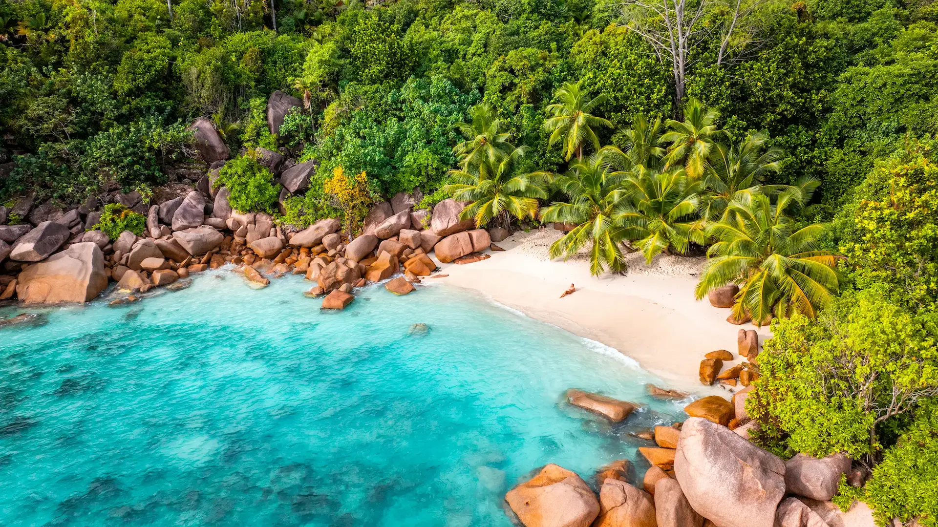 seychelles generic beach vegetation with tropical coastline lush palm landscape and natural greenery