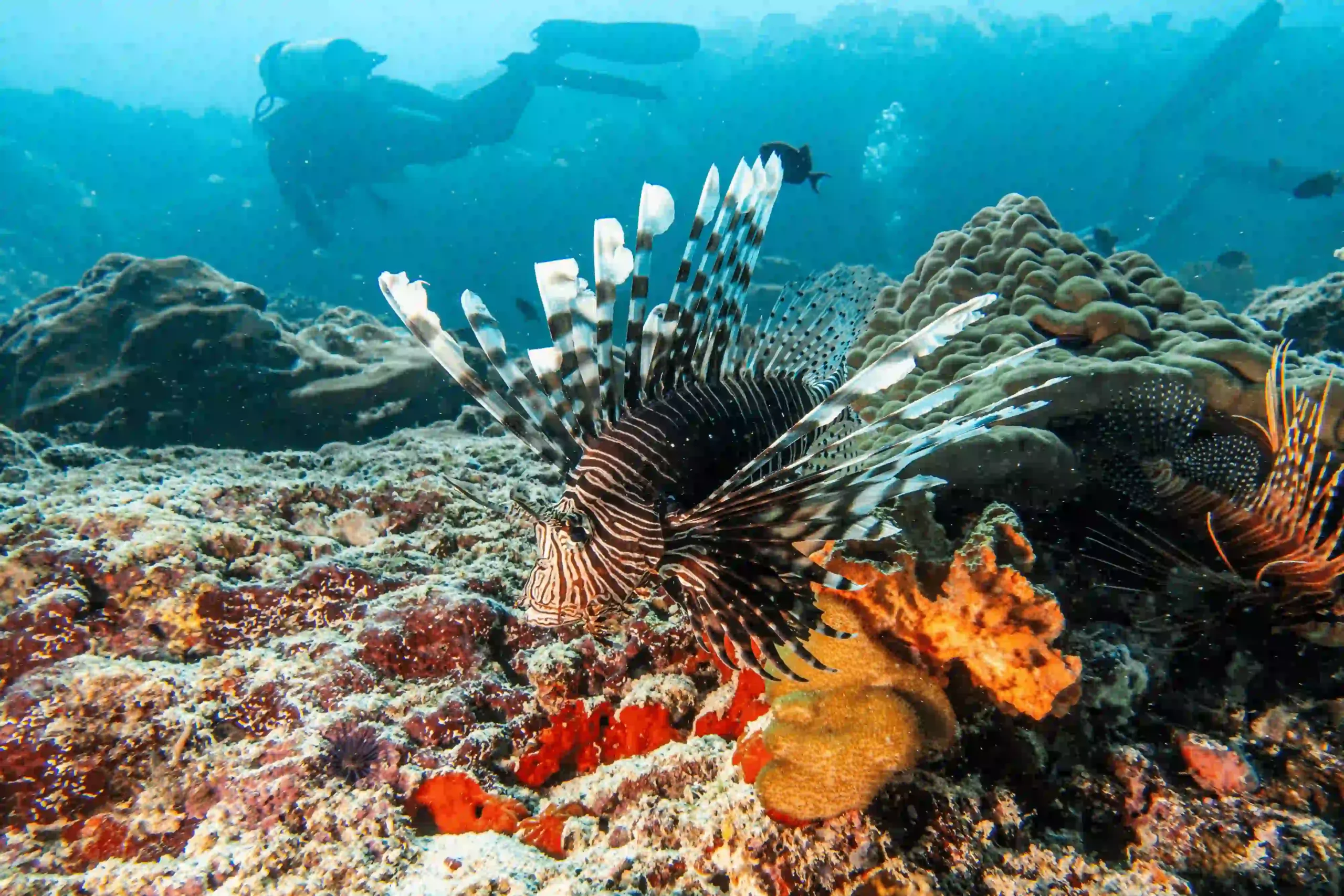 diving experience at sun siyam iru fushi maldives with coral reef and tropical fish in clear blue water