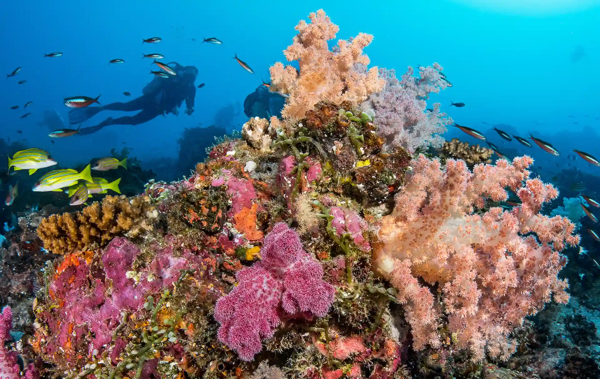 alphonse island seychelles diving with colorful coral reefs, tropical fish, and clear turquoise waters