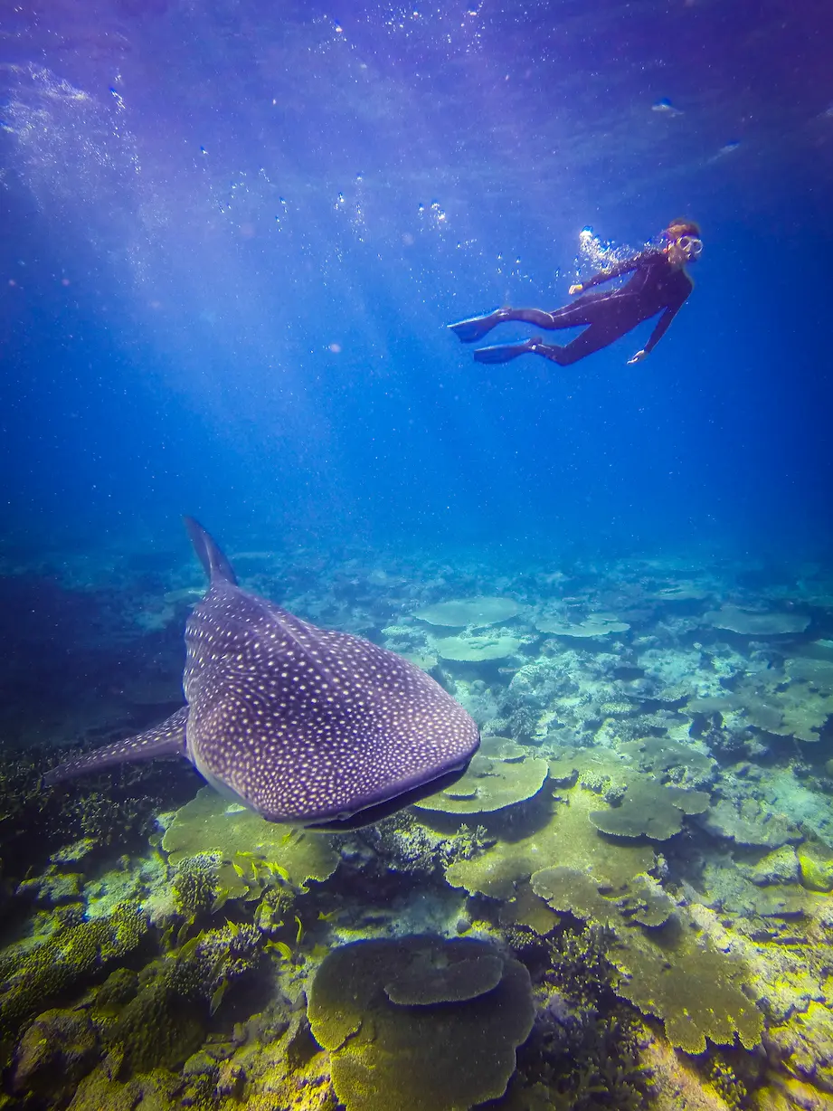 anantara dhigu maldives resort recreation facility whale shark diving excursion