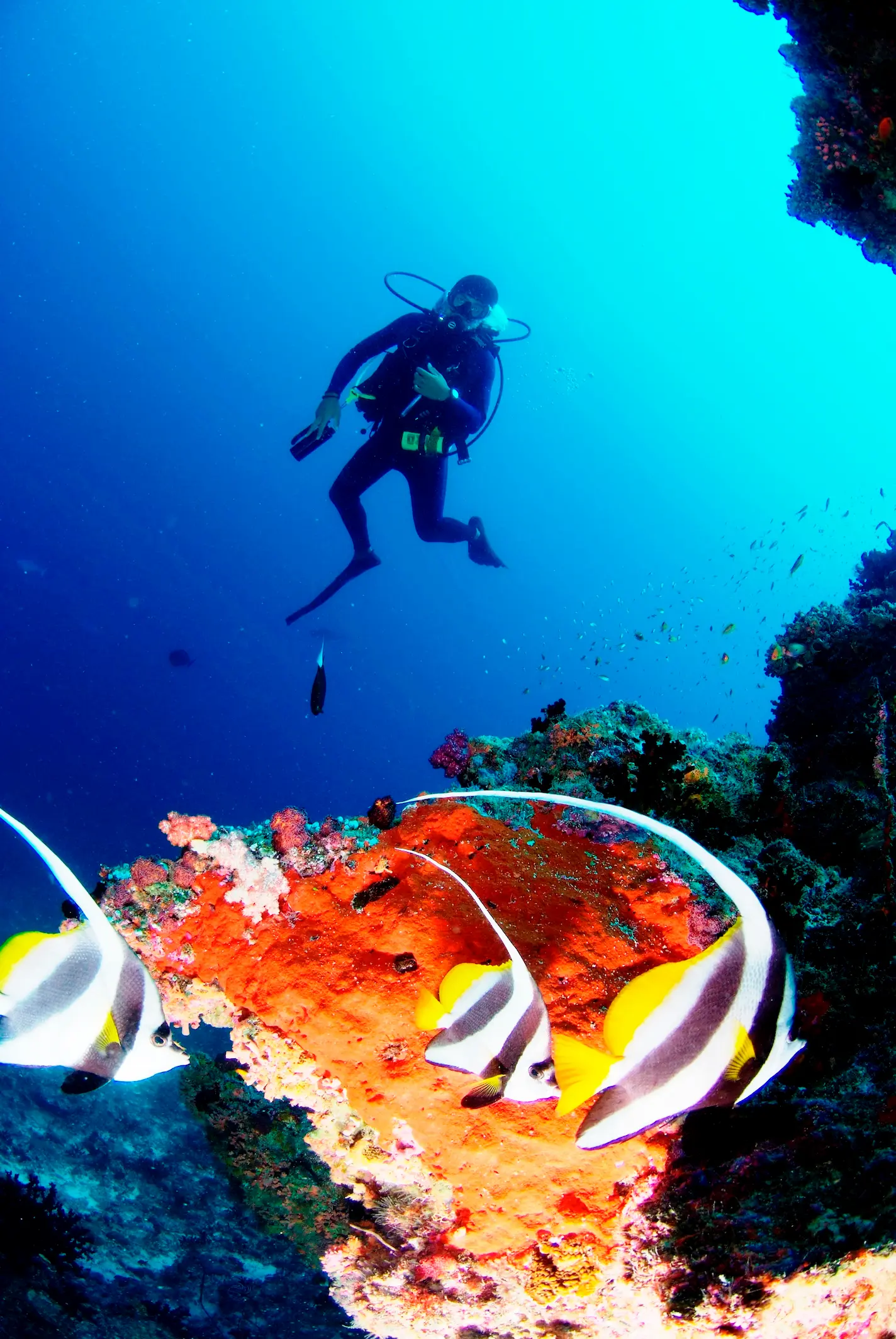 anantara-veli-maldives-resort-diving-experience