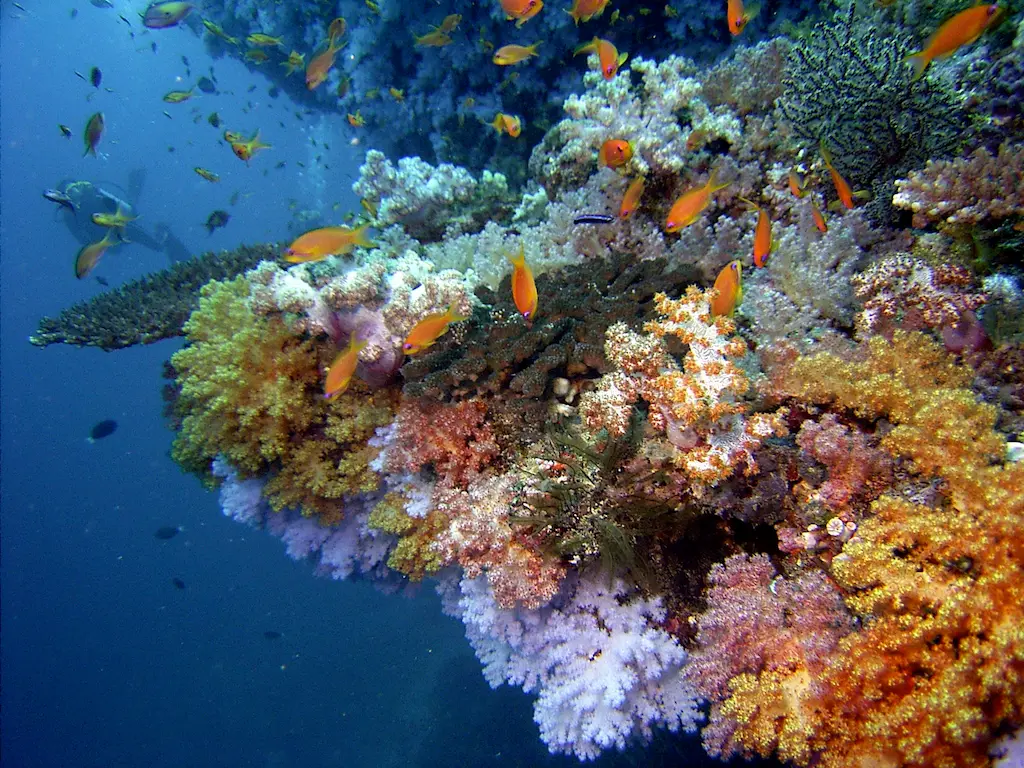 diving at baros maldives exploring vibrant marine life in clear tropical waters