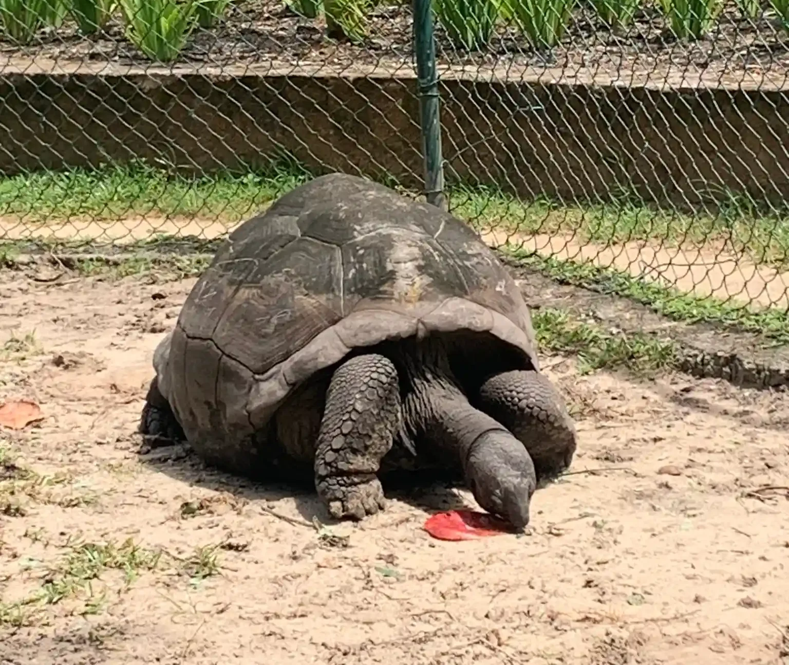 constance ephelia seychelles giant tortoise being fed