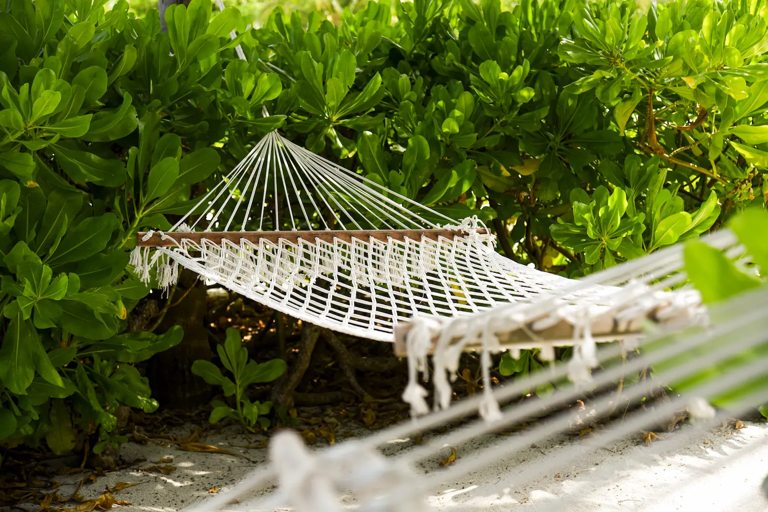hammock at constance moofushi maldives set by the shore with relaxed island ambience