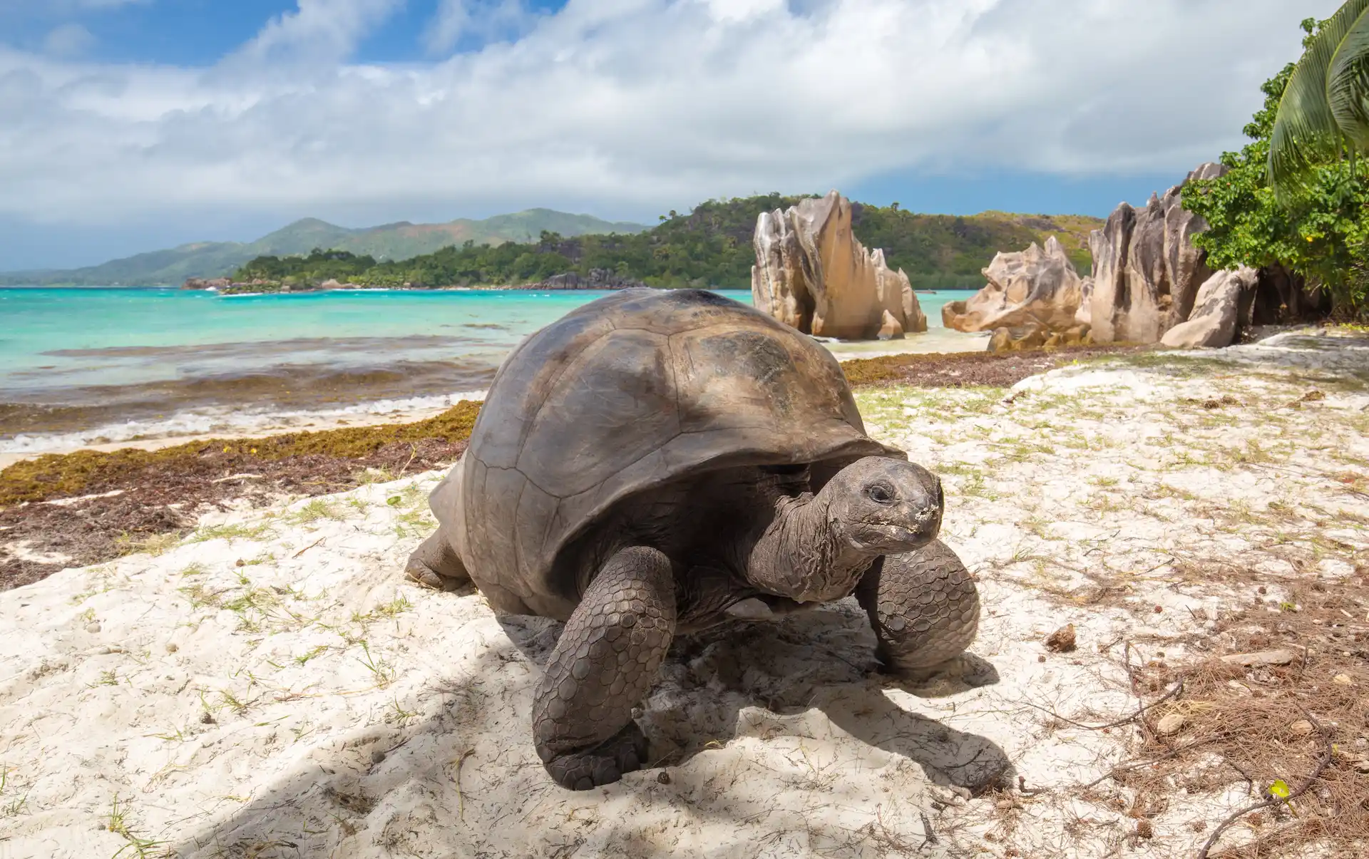 curieuse island seychelles with red earth landscape giant tortoises roaming and mangrove forests along the clear blue shoreline