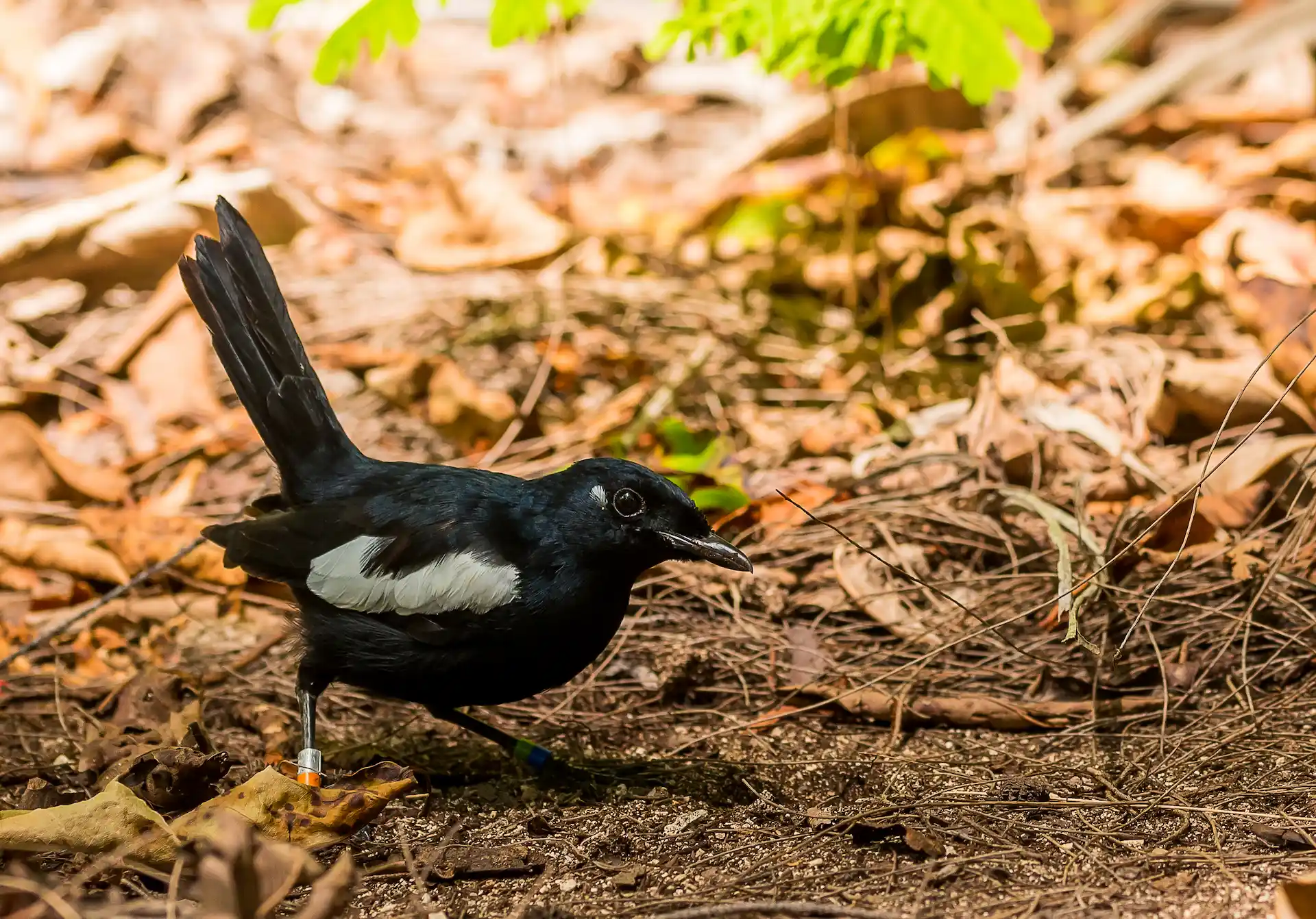 denis private island seychelles tropical bird perched among lush island foliage with vibrant colors and ocean backdrop