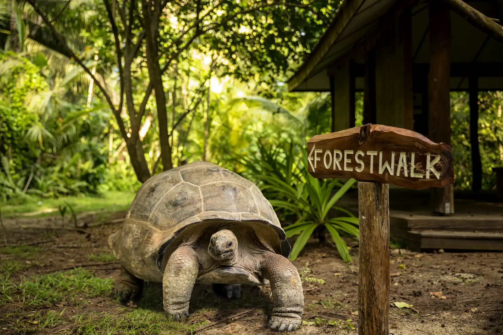denis private island seychelles tortoise strolling on sandy paths with lush tropical island backdrop and bright sunshine