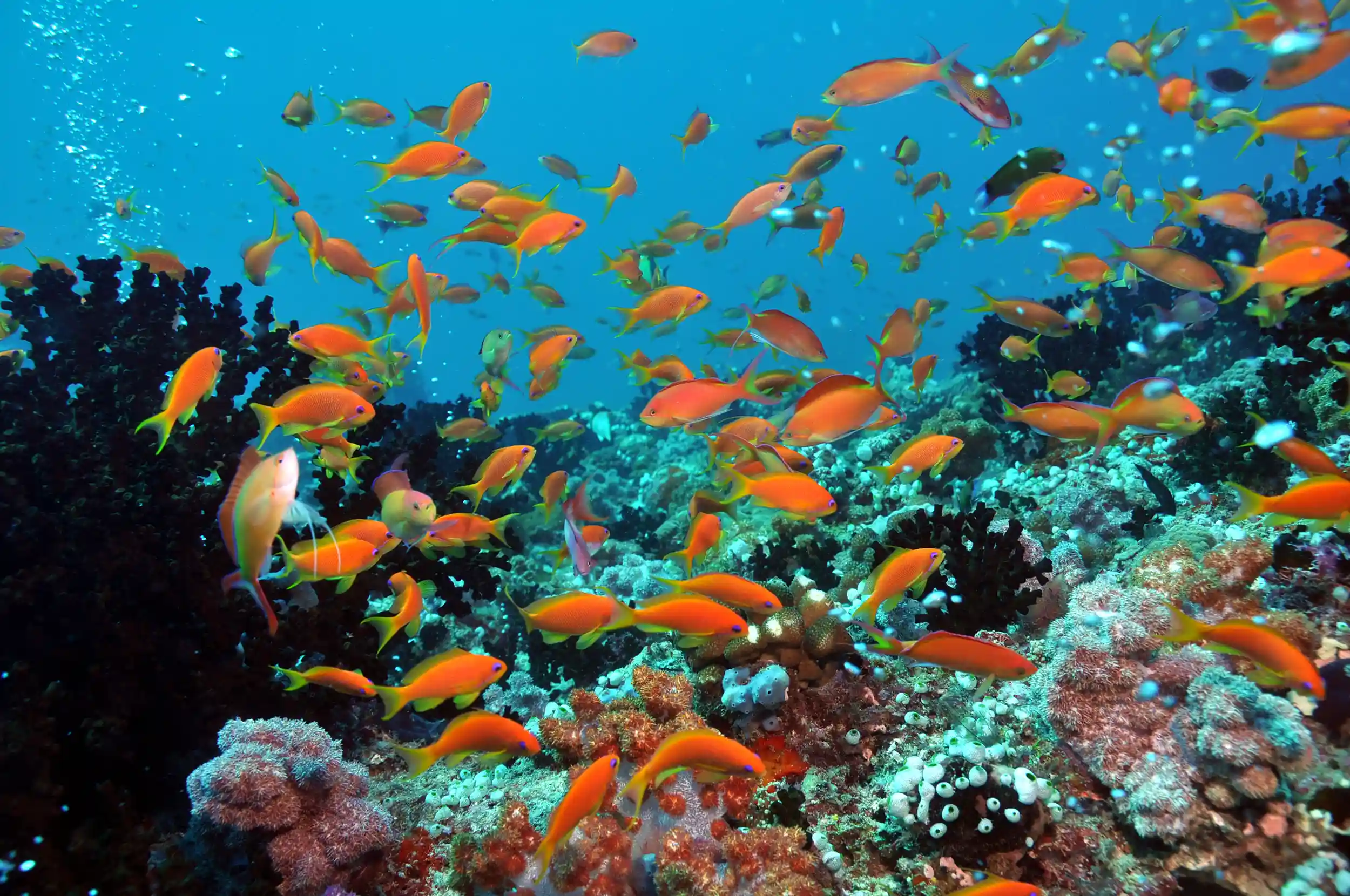 dhighali island maldives tropical fish