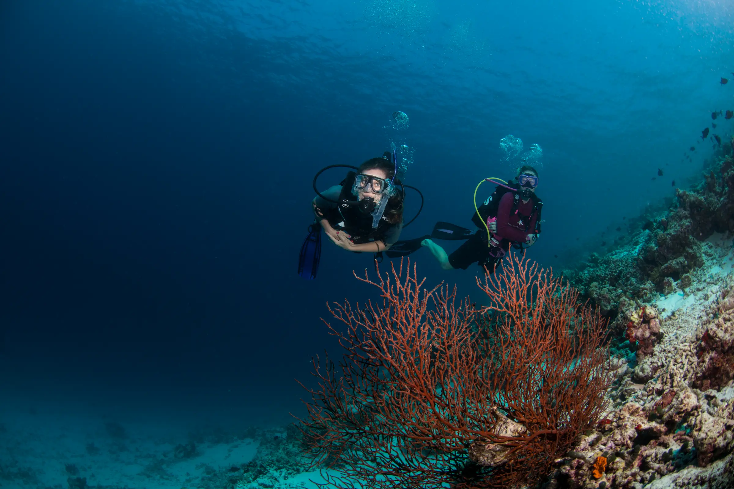 a vibrant diving scene at gili lankanfushi maldives exploring colourful marine life in clear lagoon waters