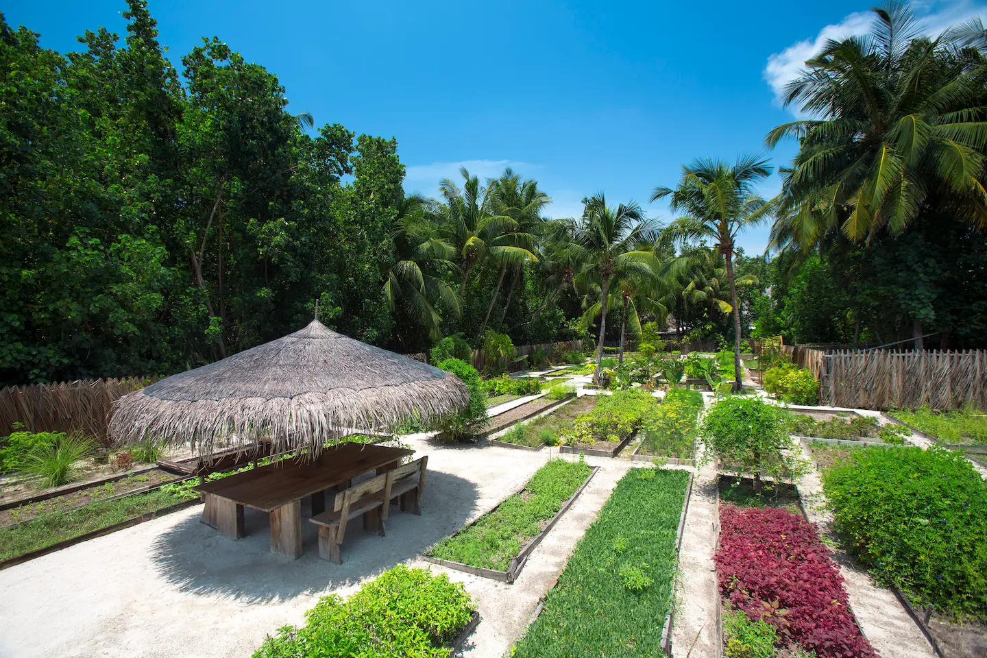 a lush organic garden at gili lankanfushi maldives showcasing fresh island grown produce