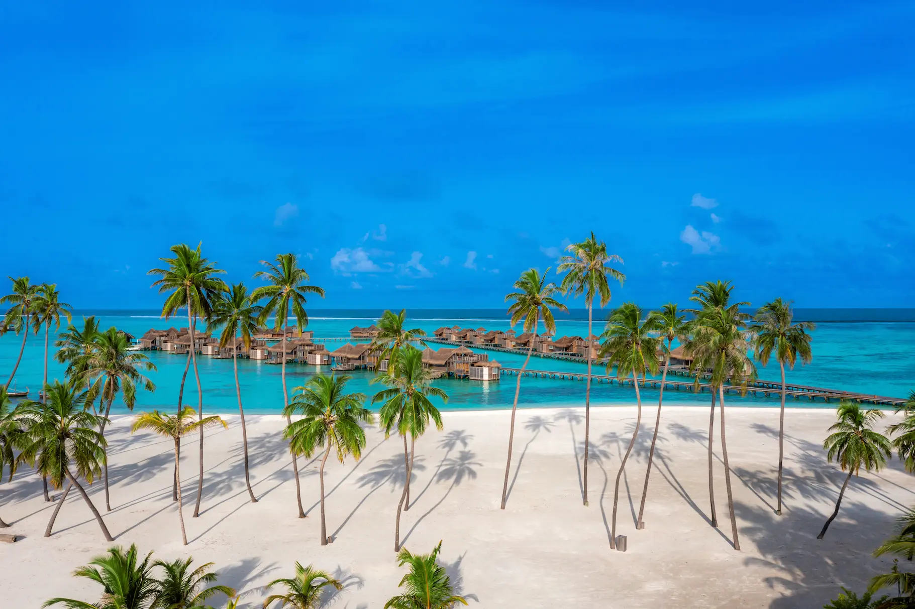 a tranquil palms setting at gili lankanfushi maldives surrounded by soft island greenery and calm lagoon light