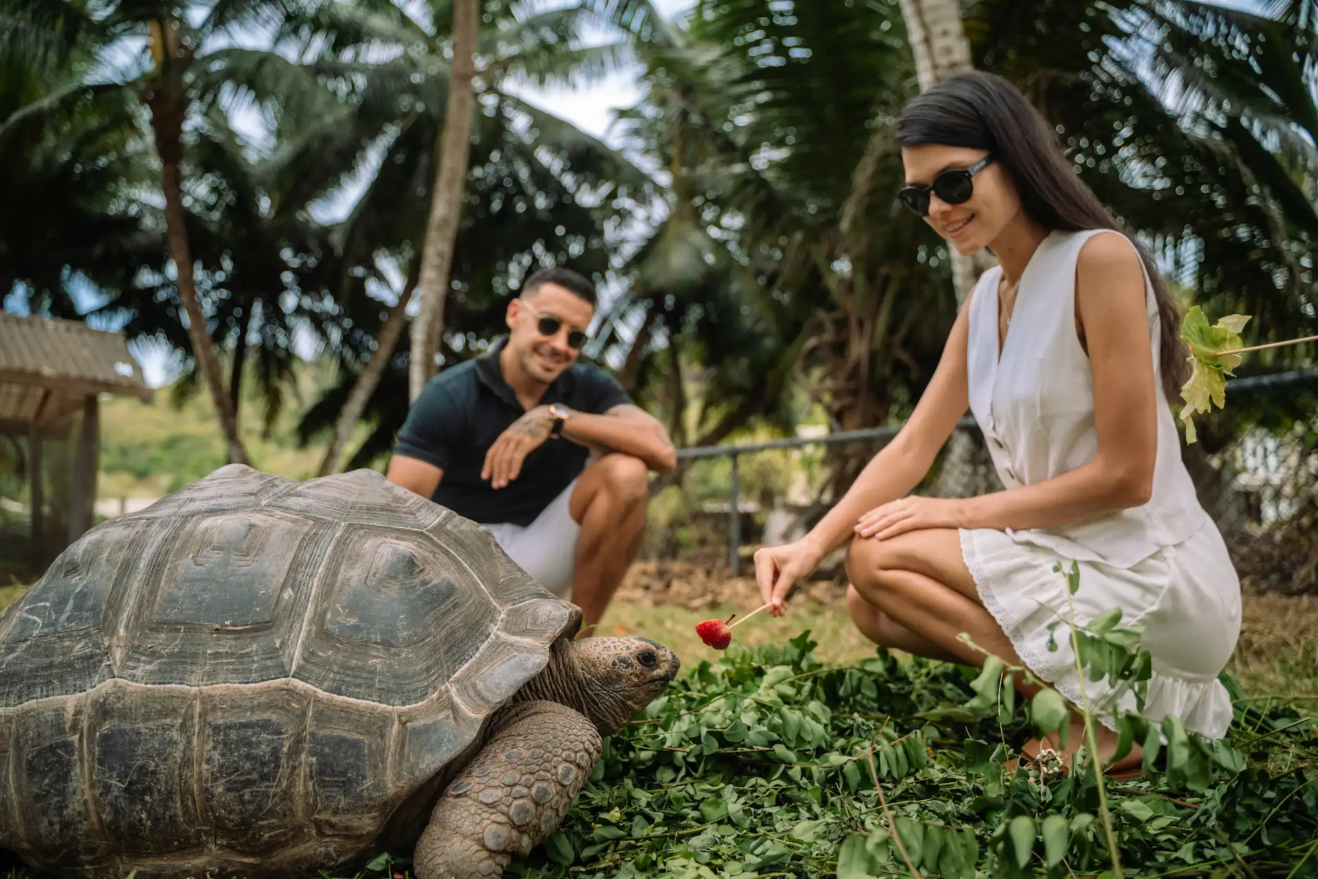 kempinski seychelles resort giant tortoise walking on grass near resort area