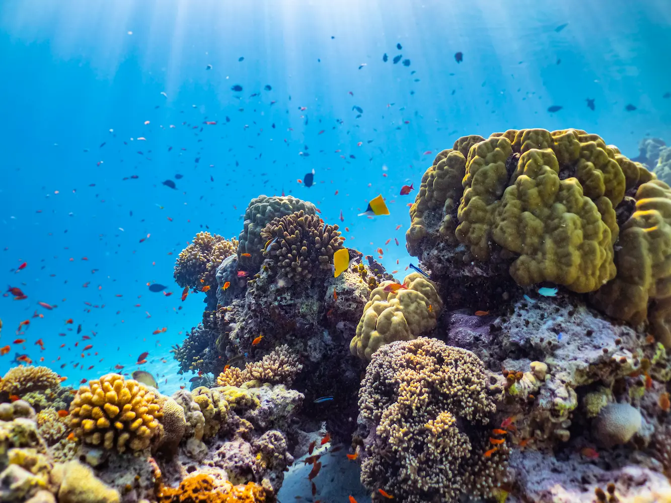 komandoo maldives housereef fishing excursion showcasing tranquil island adventure and vibrant indian ocean surroundings