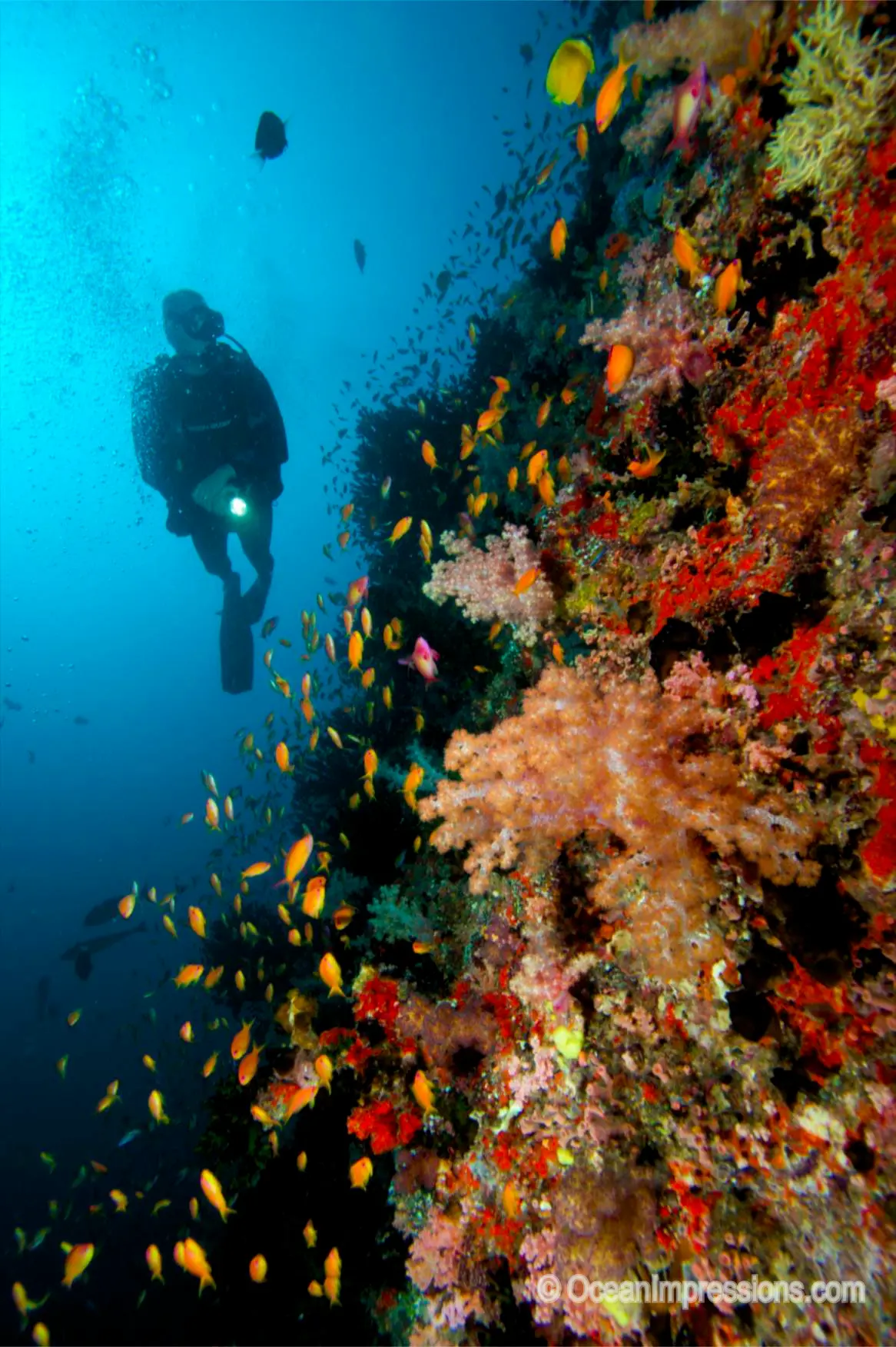 lily beach maldives diving experience exploring vibrant coral reefs clear deep blue water and serene tropical marine life