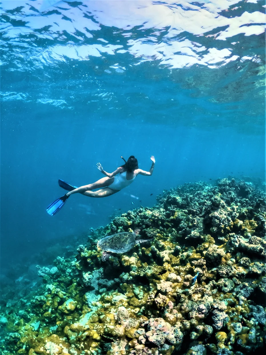 lux south ari atoll maldives turtle quest marine adventure exploring sea turtles in clear lagoon waters