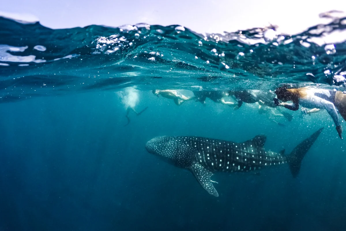 lux south ari atoll maldives whale shark safari guided marine adventure swimming alongside gentle giants