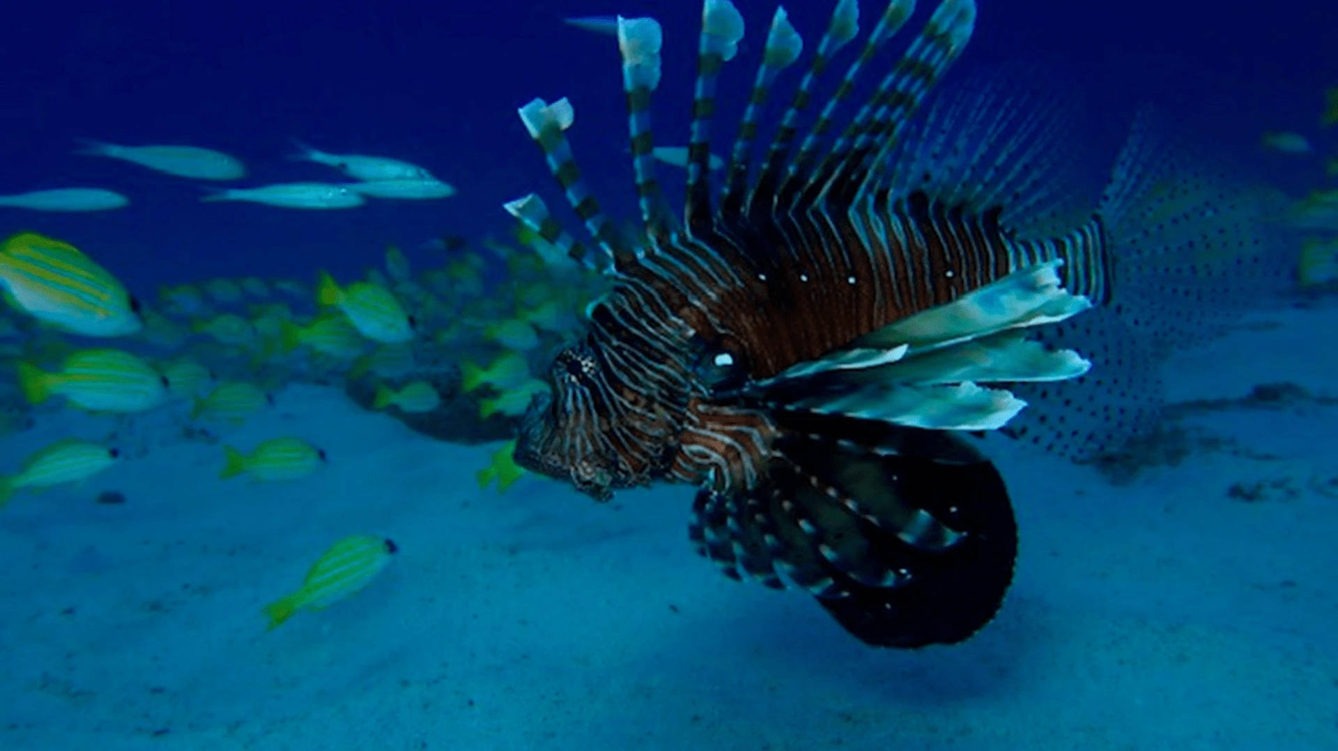 Colorful tropical fish swimming around coral reefs while diving in Mauritius