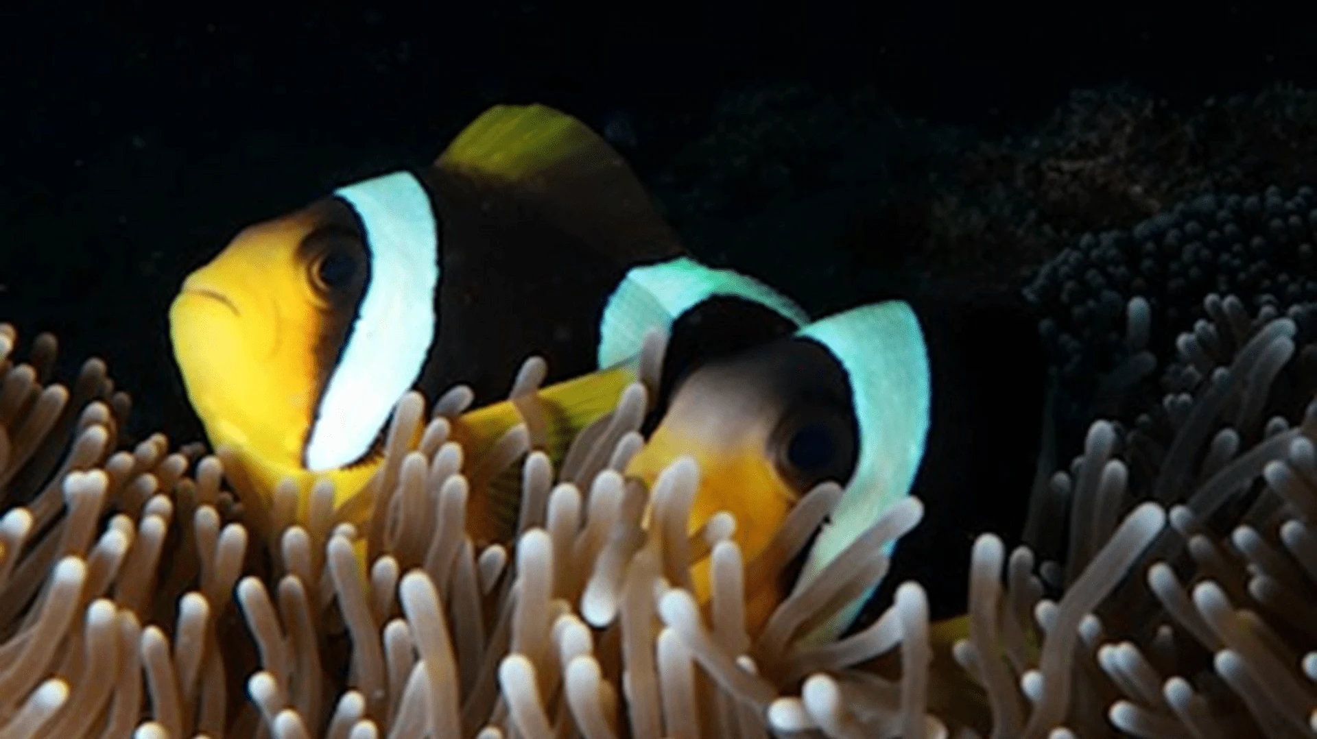 Clownfish swimming among coral reefs while diving in the clear waters of Mauritius