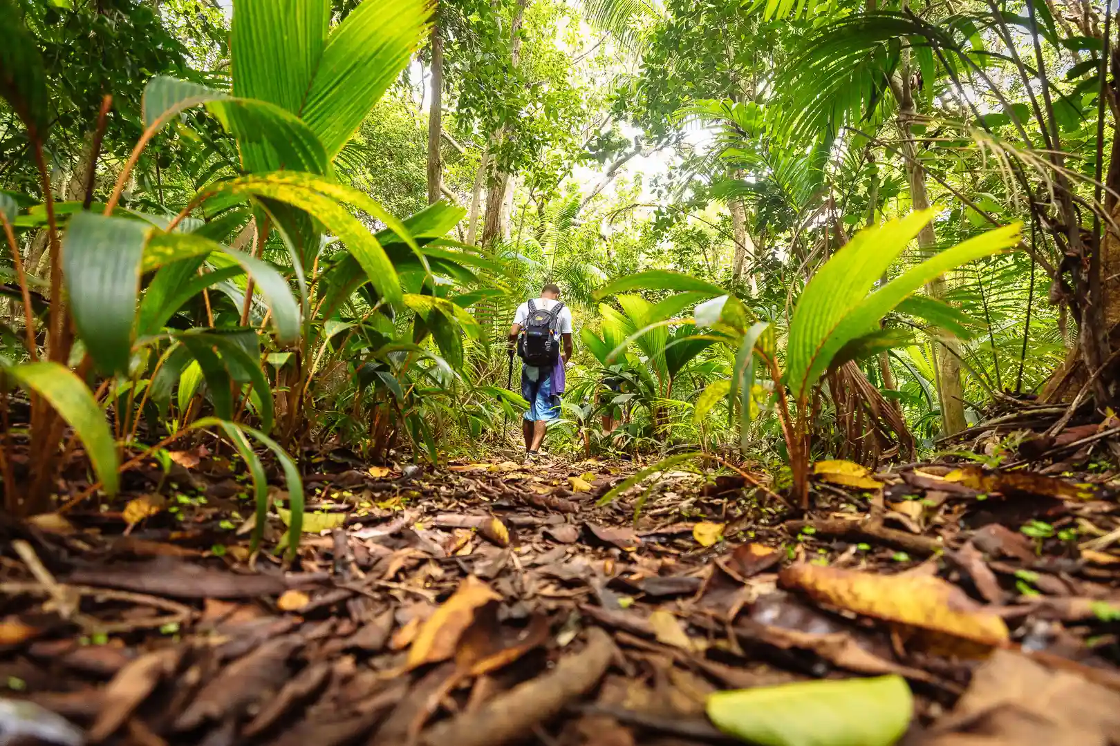 niva labriz seychelles nature hiking trail through lush tropical forest
