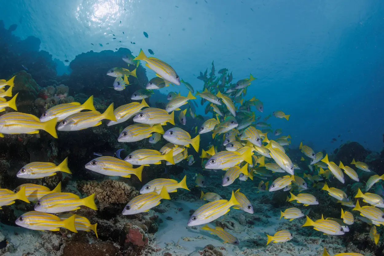 oblu nature helengeli underwater scene featuring vibrant marine life clear turquoise water and a calm immersive ocean atmosphere