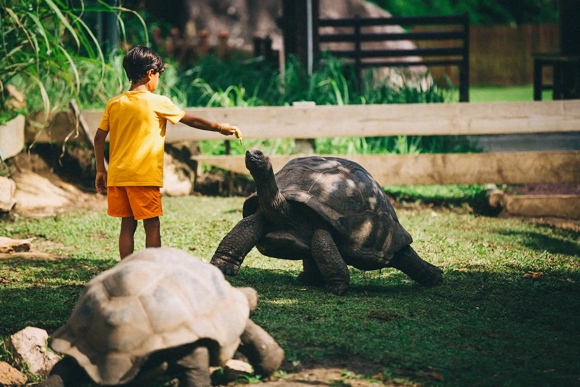 children interacting with giant tortoises at raffles seychelles kids club surrounded by lush gardens