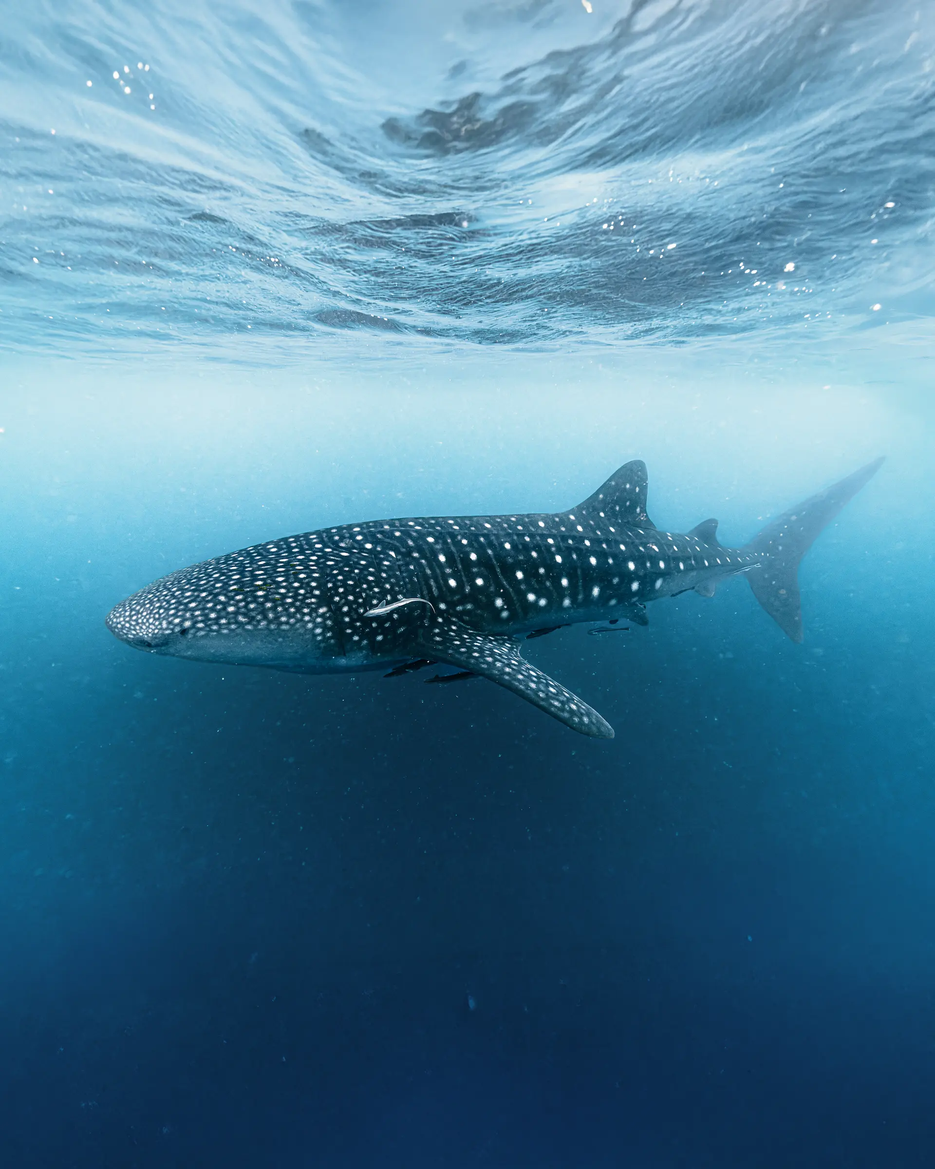 raffles seychelles whale shark swimming in clear blue ocean water
