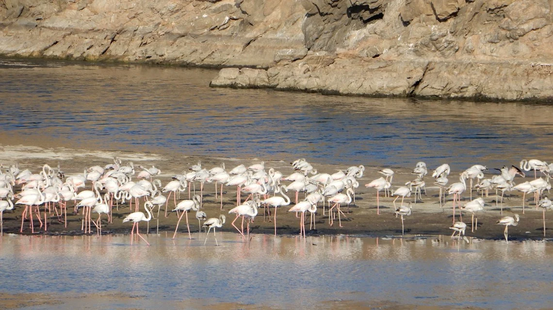 salalah oman flamingos wading in shallow water with reflection