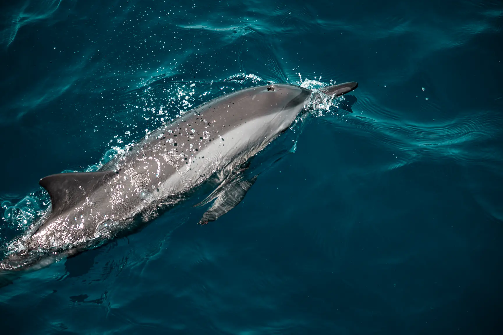 seaside finolhu maldives dolphin cruise serene ocean excursion with playful dolphins gliding alongside the boat