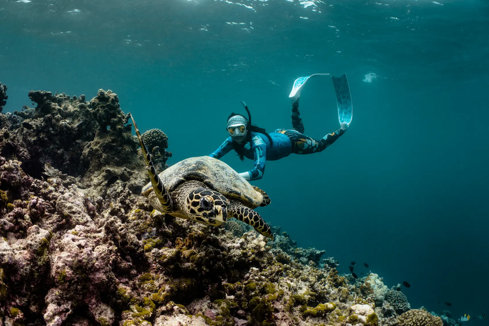 snorkellers and turtles tranquil underwater moment with swimmers gliding beside gentle sea turtles in clear blue water