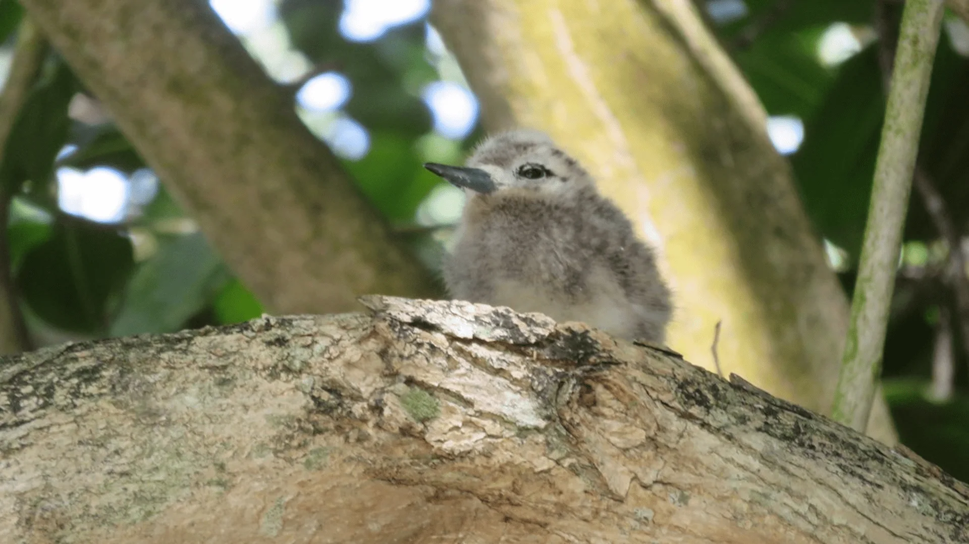 seychelles bird perched in tree with green leaves