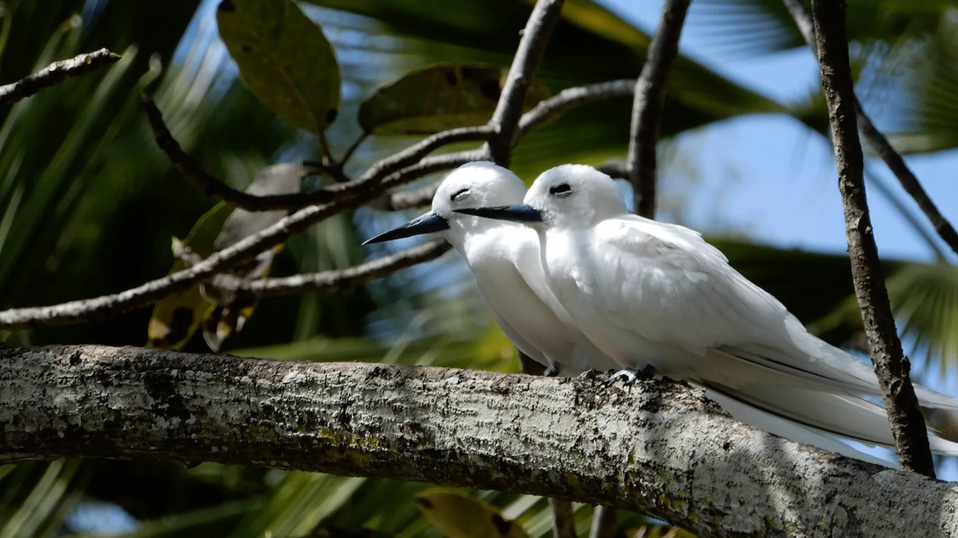 seychelles birds flying over lush green trees