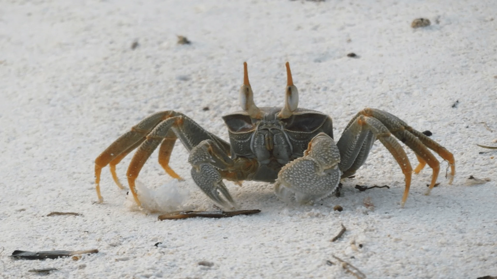 seychelles crab on sandy beach near shoreline