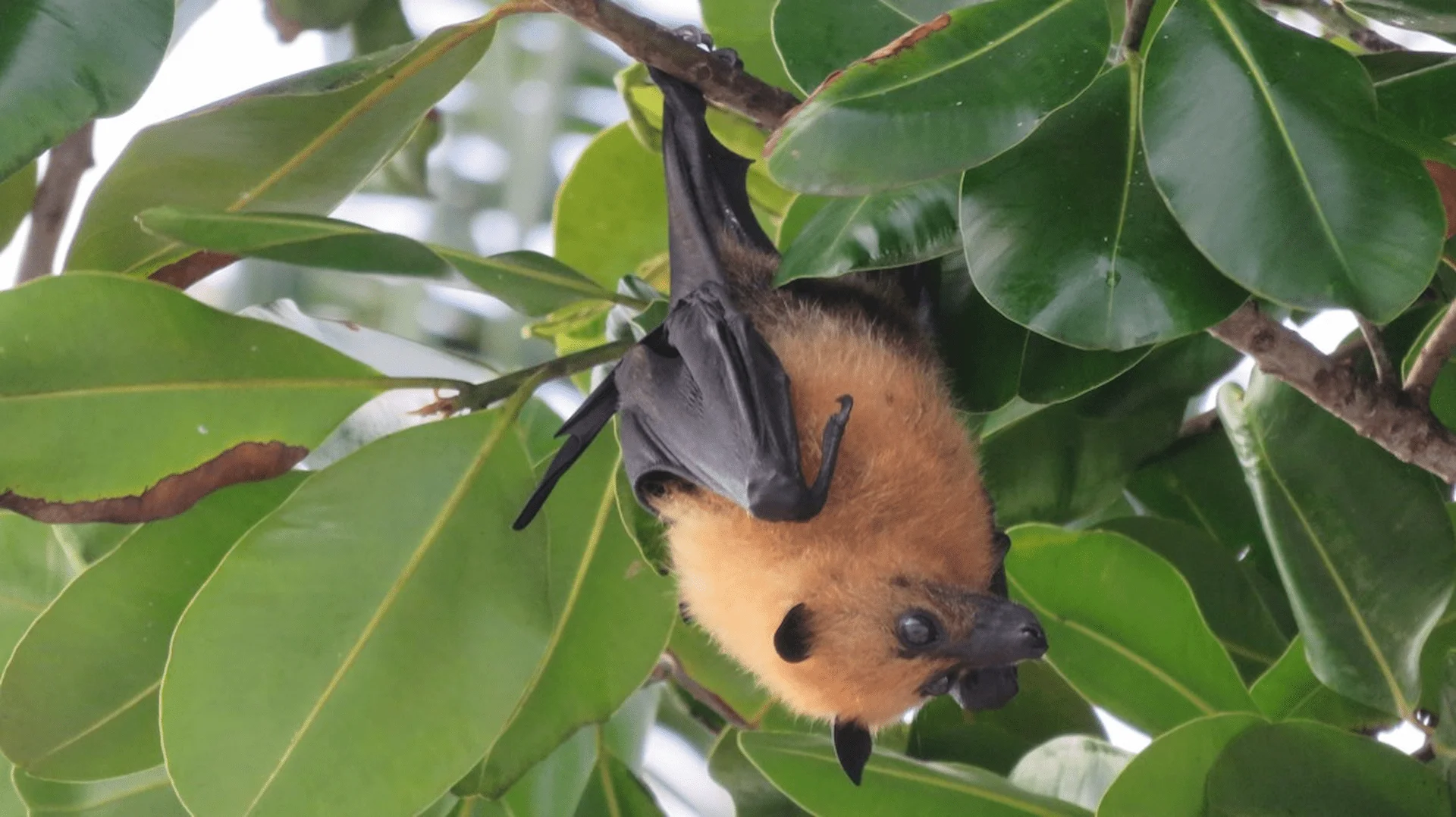seychelles fruit bats hanging from tree branches during daytime