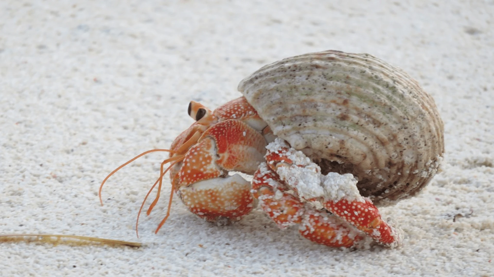 seychelles hermit crab on sandy beach near rocks