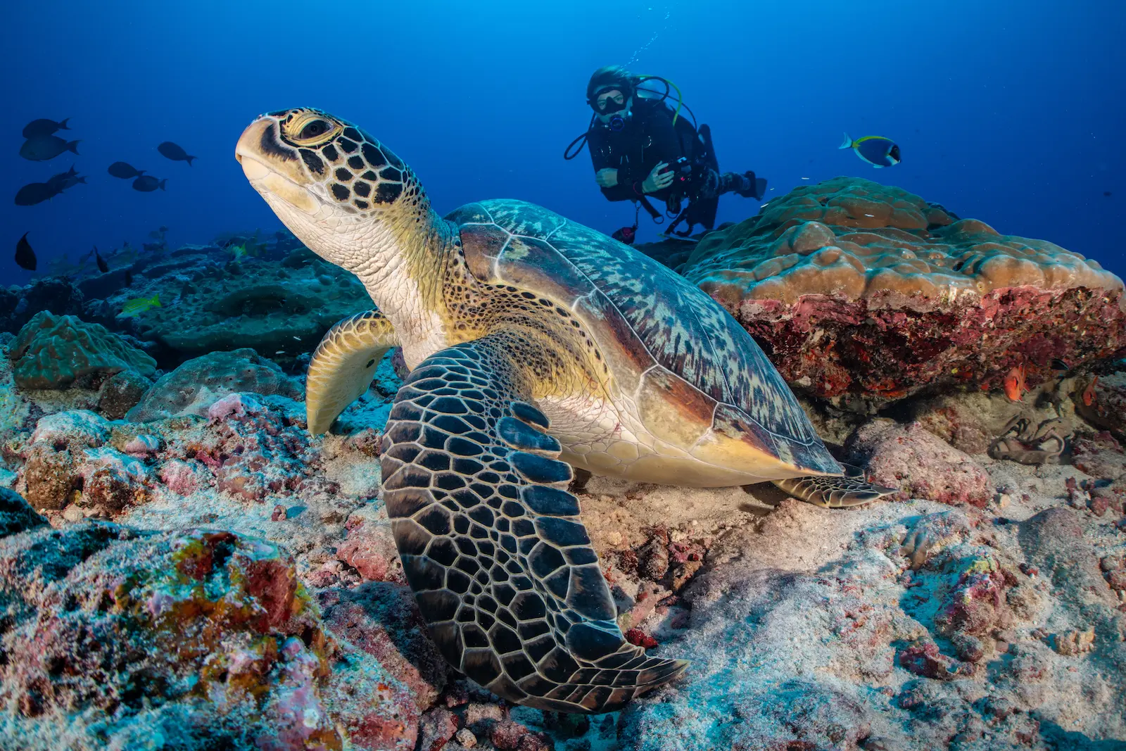 six senses laamu maldives diving with turtle in clear turquoise waters with vibrant marine life and a calm elevated barefoot luxury ocean atmosphere