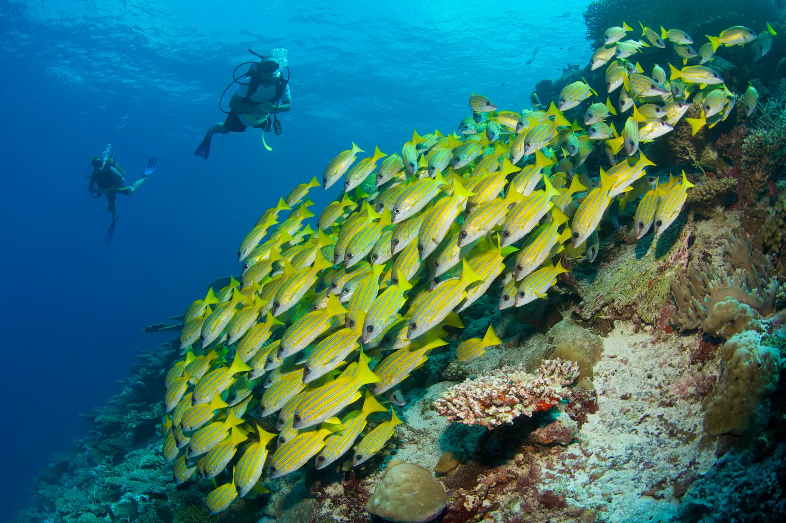 six senses laamu maldives diving in clear turquoise waters with vibrant marine life and a calm elevated barefoot luxury ocean atmosphere