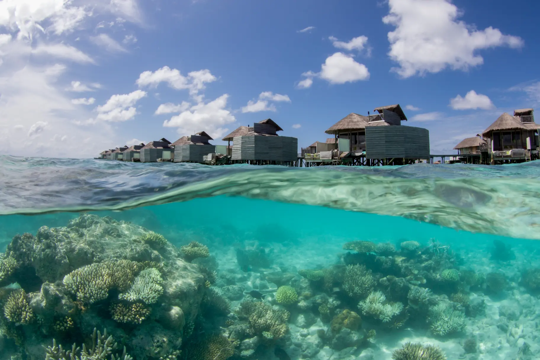 six senses laamu maldives house reef with vibrant coral marine life and a calm elevated barefoot luxury underwater atmosphere