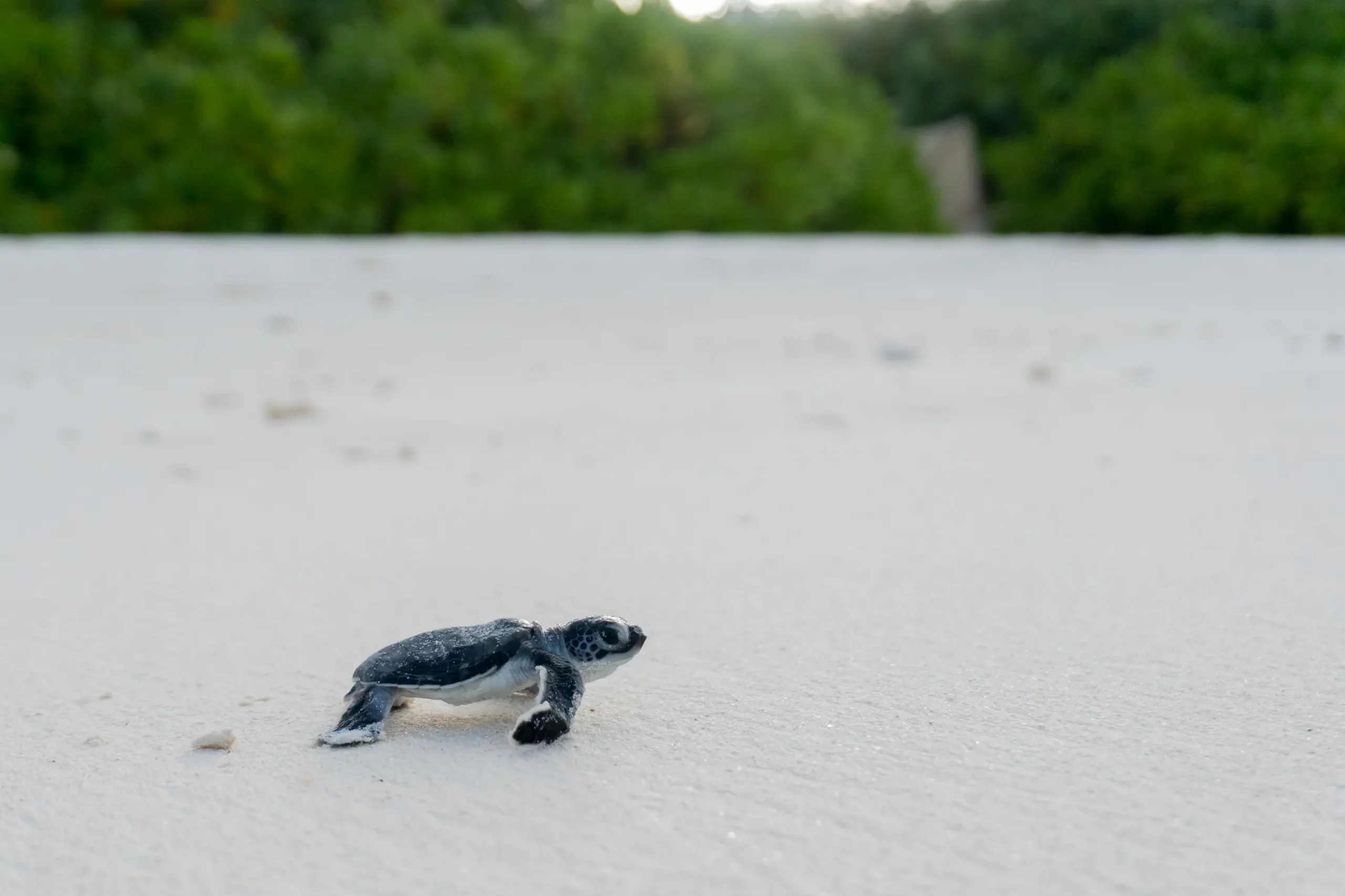 six senses laamu maldives olive ridley project hatching with baby turtles emerging on the beach and a calm meaningful barefoot luxury conservation atmosphere