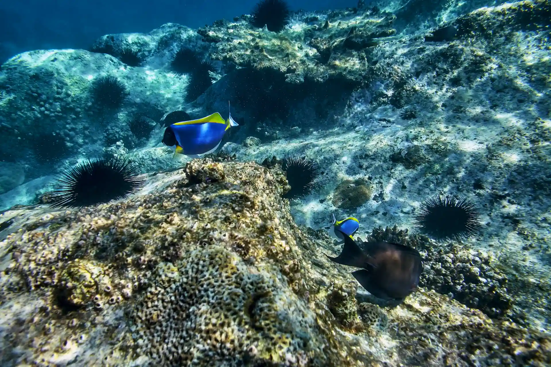 blue sturgeons and sea urchins swimming in clear ocean waters at six senses seychelles