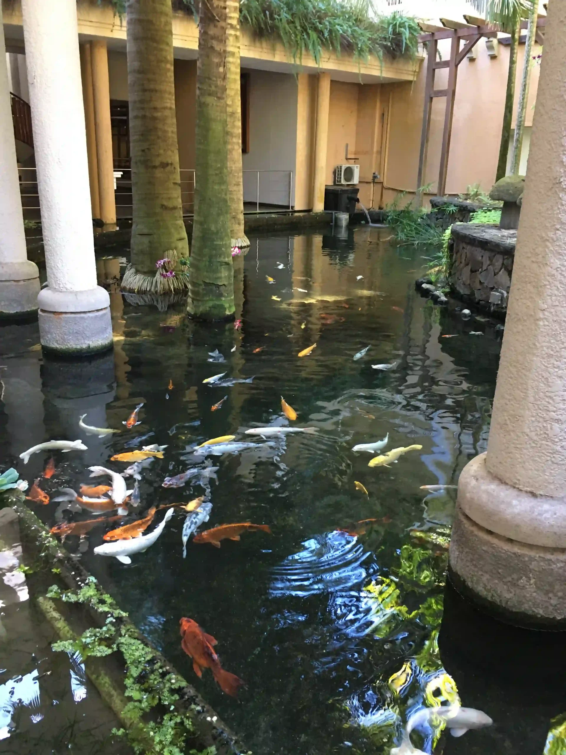 victoria mauritius fishpond with clear water