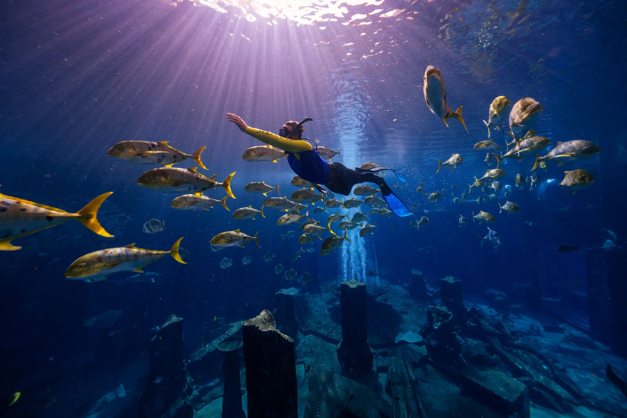 ambassador lagoon freediving explorer experience at atlantis the palm dubai
