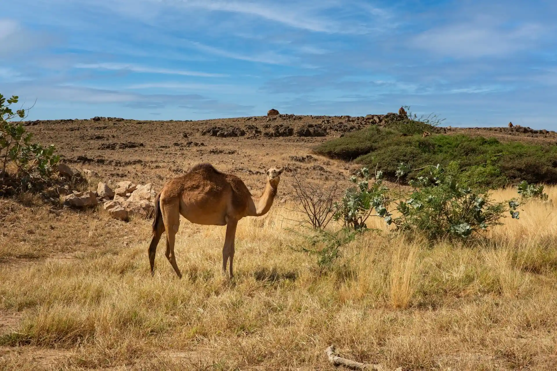 camel alila hinu bay oman