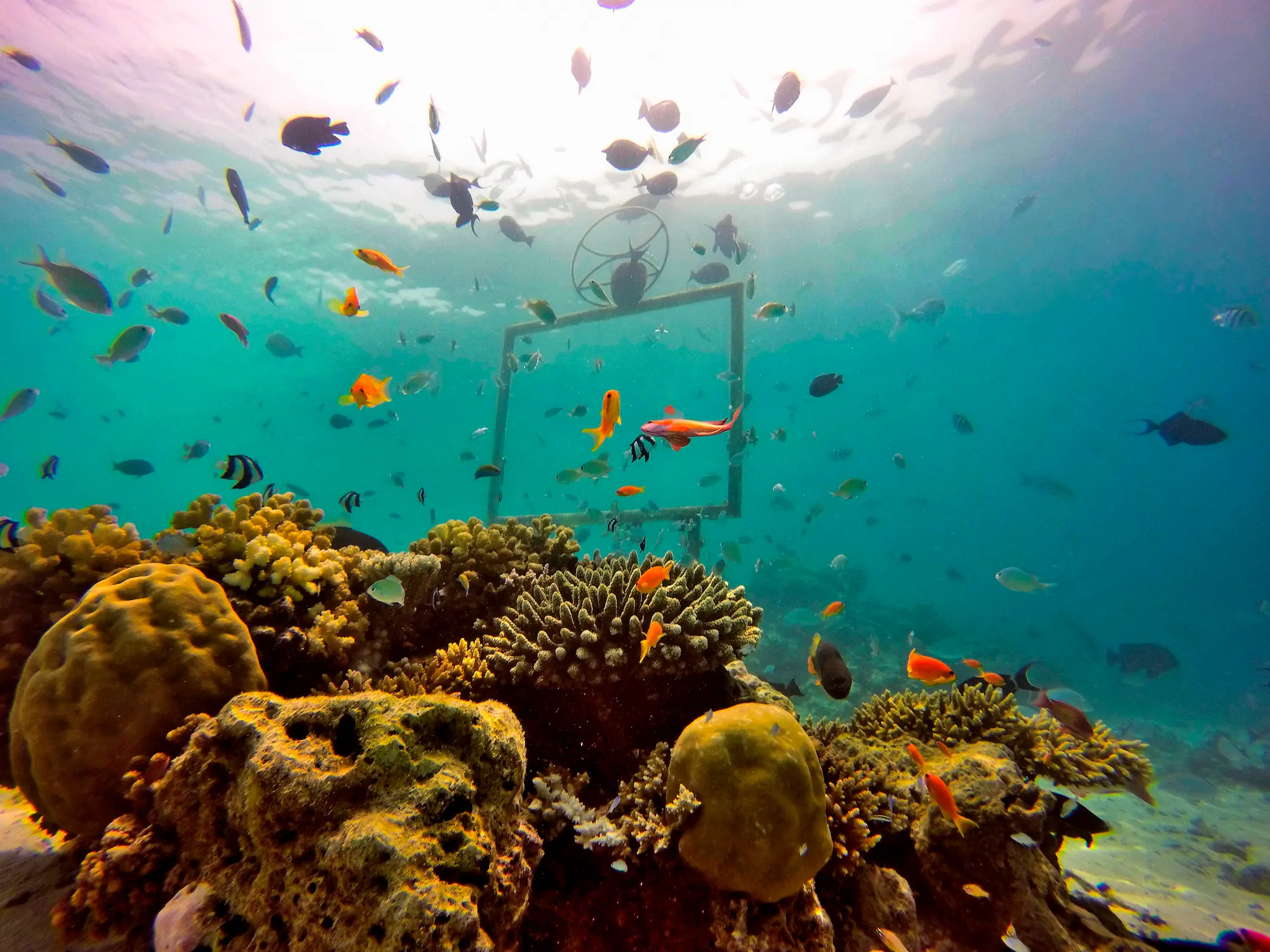 constance moofushi maldives diving coral fish experience