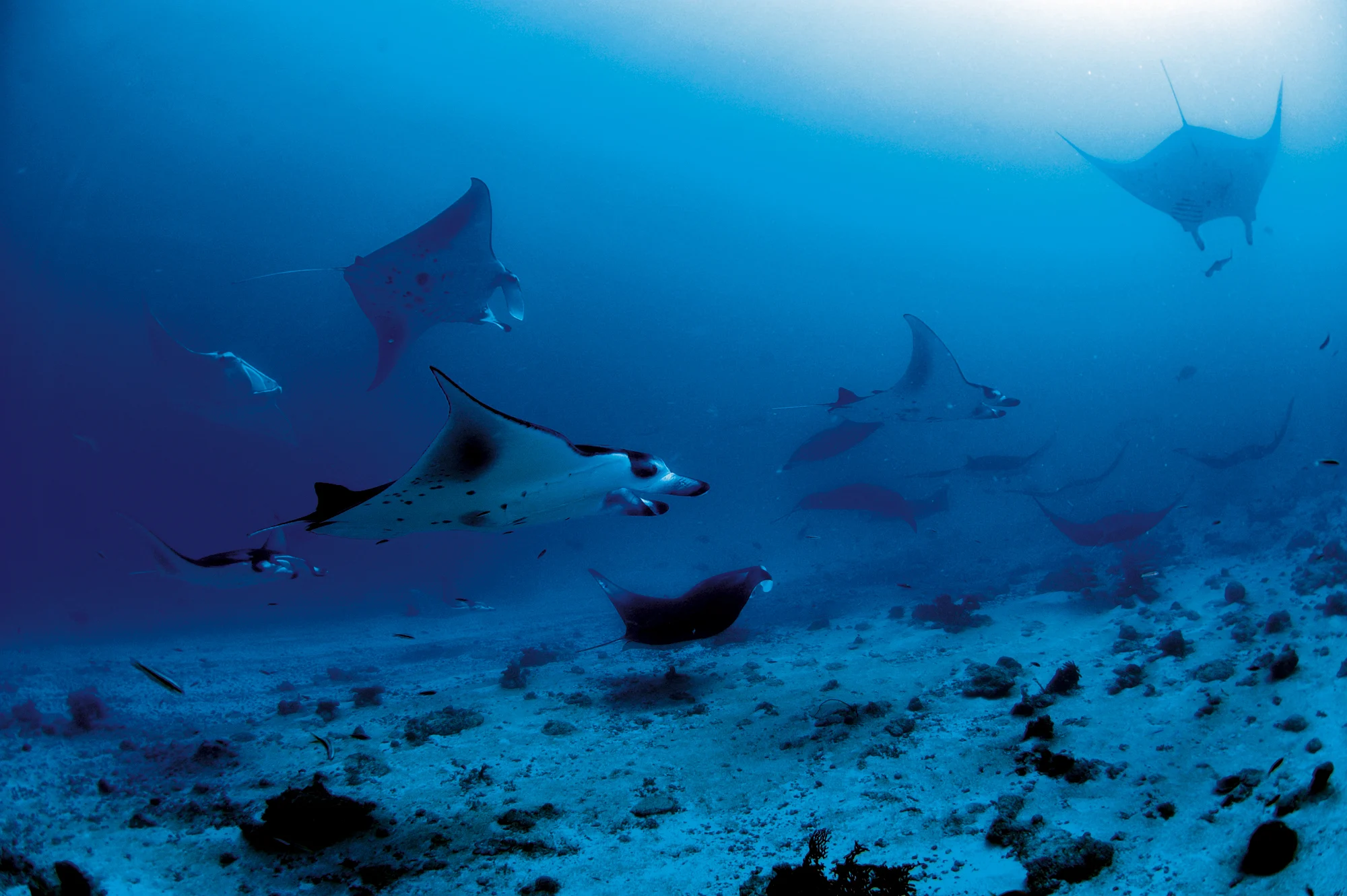 constance moofushi maldives diving manta ray hero