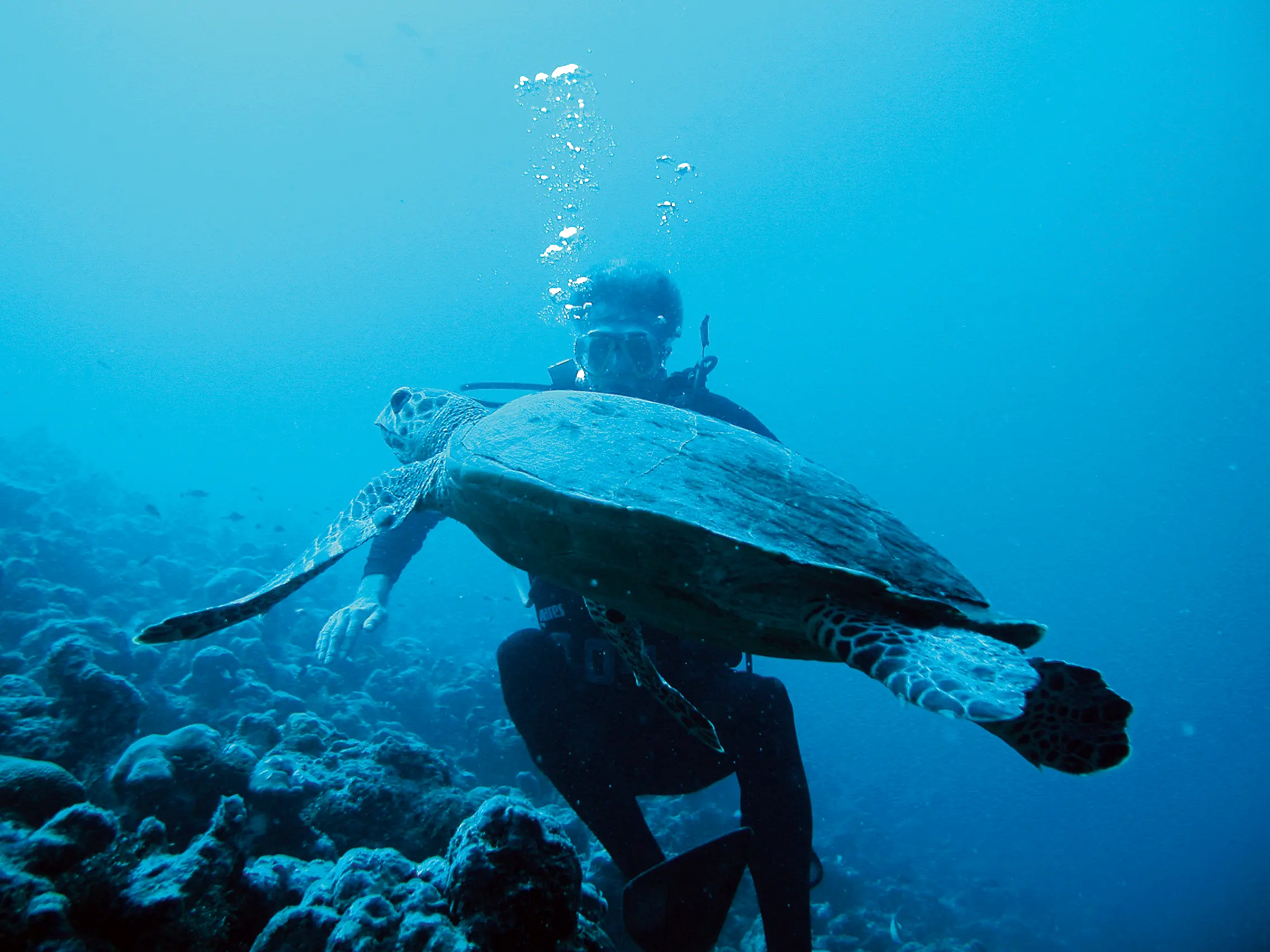 constance moofushi maldives diving turtle experience