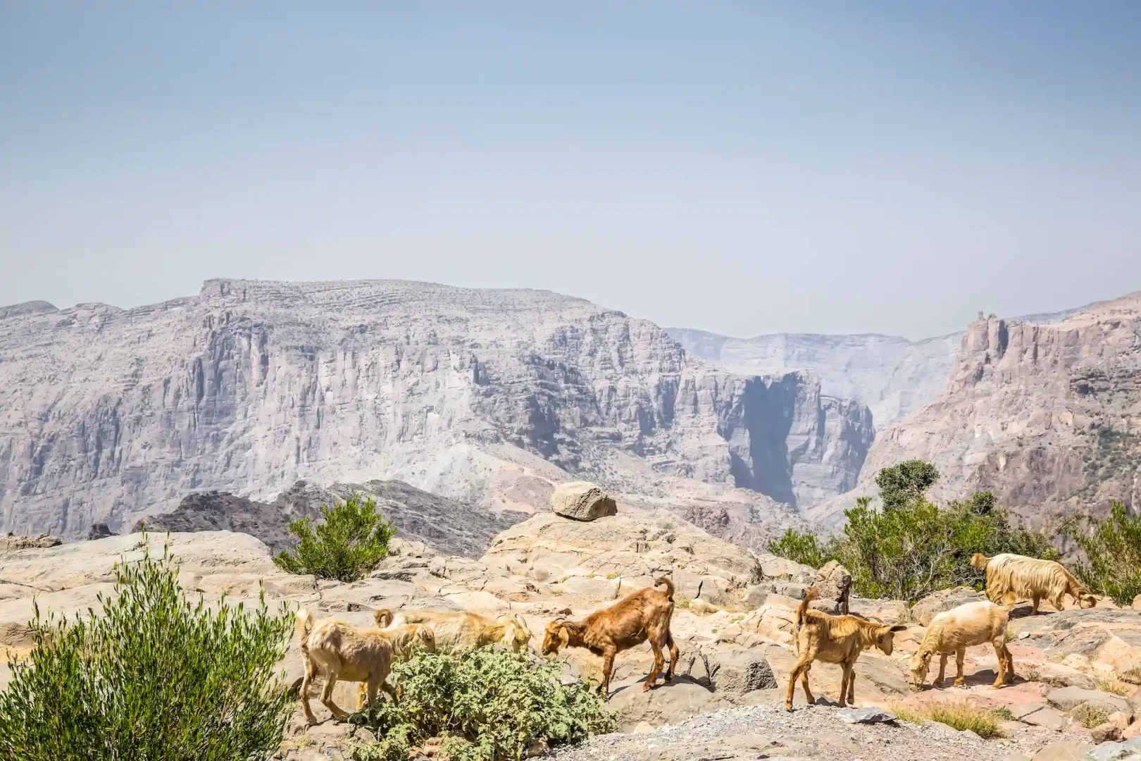 goats one bedroom cliff pool villa anantara al jabal al akhdar oman